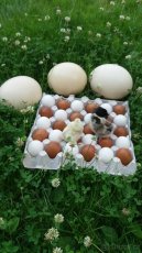 vejce PŠTROS  AFRICKÝ, vyfuky pstrosich vajec - 5