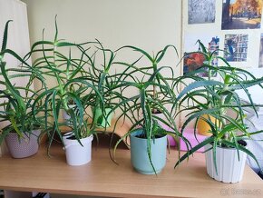 Pokojové rostliny Aloe vera práva - 3-5 let - 5