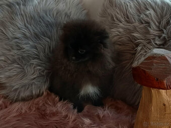 Fenečka pomeranian s PP - 5
