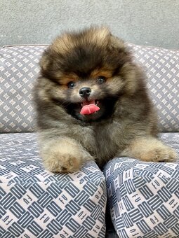 Pomeranian PP/FCI- pom- pomík-štěně - 5