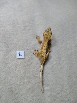 Pagekon řasnatý - 5