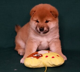 Shiba-Inu s PP FCI - 5