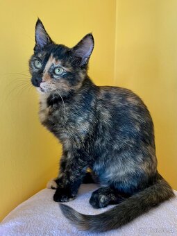 Mainská mývalí křížená - už jen kočičky - 5