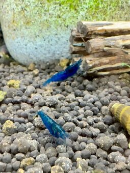 Neocaridina blue dream high - 5