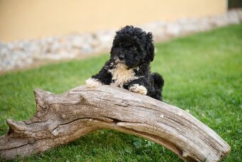 maltipoo - 5