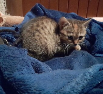 Koťátka k adopci – hledáme milující rodiny 🐾 - 5