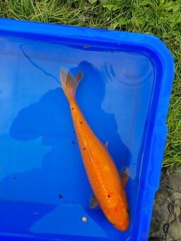 ❗️KOI KAPR 30-60CM VÝPRODEJ❗️ - 5