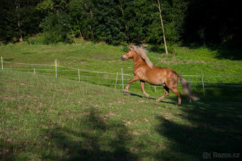 poník 125 cm KVH, 7 let, poloviční Hafling - 5