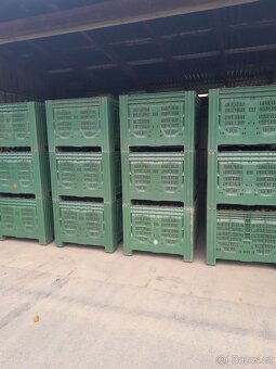 Cibule červená - 5