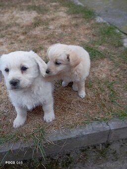 Zlatý retrívr/retriever - 5