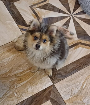 Pomeranian x německý špic střední - 5