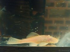 Cichlidy, sumci - 5