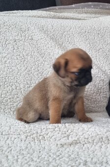 Mops - 5