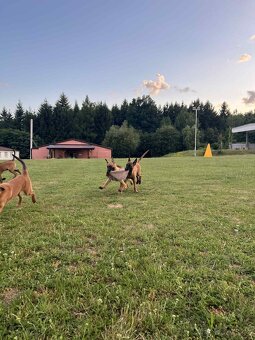 3 bratři Malinois s PP hledají své nové parťáky - 5