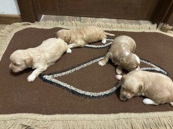 maltipo , maltipoo odber na mikuláša - 5