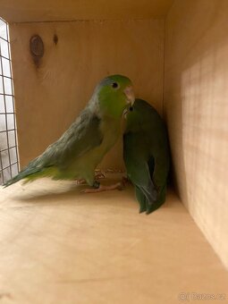 Papoušiček Šedokřídlý. Papoušiček Brýlatý - 5