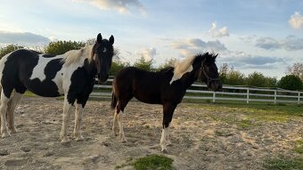 Americký pait horse - 5