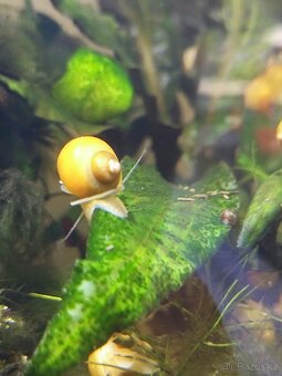 Akvarijní šneci - Ampulárie žlutá - 5