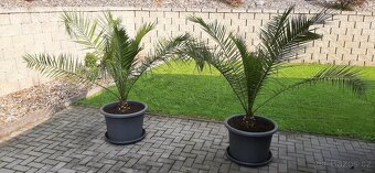Palma datlová - včetně velkého květináče - 5