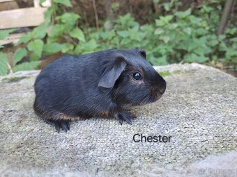 Morčata s PP - kluci - 5