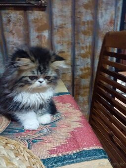 Perské koťátko ,kočička bez PP - 5