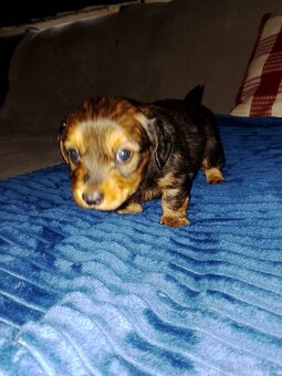 Prodám štěňátka jezevčíka. - 5