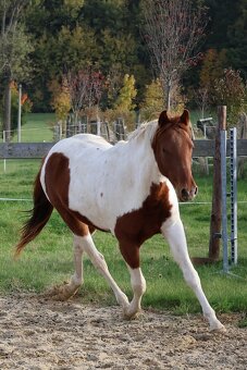 Dvouletý valach APH - 7PANEL - 5