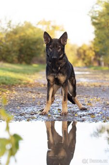 Německý ovčák s PP FCI - 5