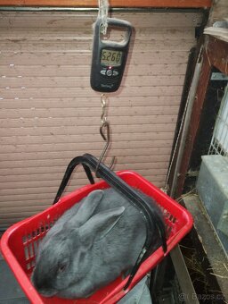 Moravský modrý - 5