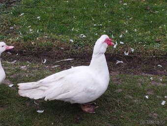 Kachna Pižmová - 5