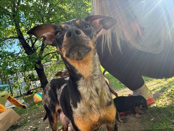 Pražský krysařík- štěňátka, černá s pálením zrzavé a merle - 5