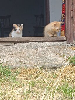 Rezati Kocourci - 5