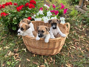 Štěňata Jack Russel Teriér na prodej - kluci - 5