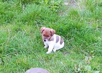 Jack russell terier krásná fenečka na odběr - 5
