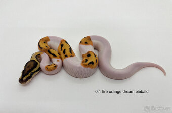 Krajta královská (Python regius) - 5