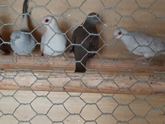 Holoubek diamantovy.. - 5