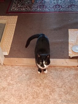 Kocour "Jin a Jang" - 5