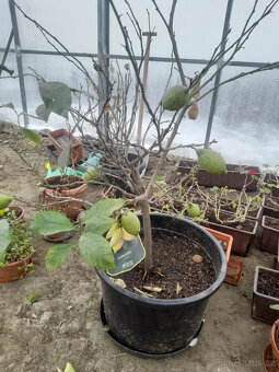 Skleník z polykarbonátu - 5