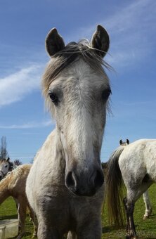 Prodám hřebečka Welsh pony, sekce B s PP. - 5