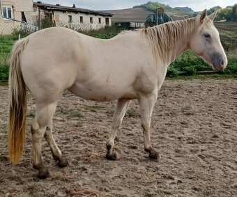Klisnička Quarter horse 1 rok - 5