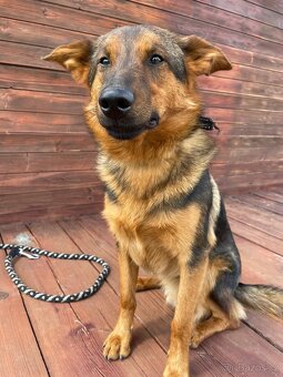 OMAR - cca 14 kg, psík 2 roky - 5