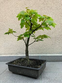 Bonsai, Bonsaj, jamadori, javor klen - 5