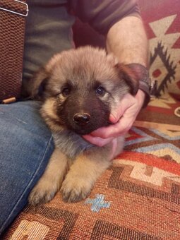 Prodám štěňata německého ovčáka - 5