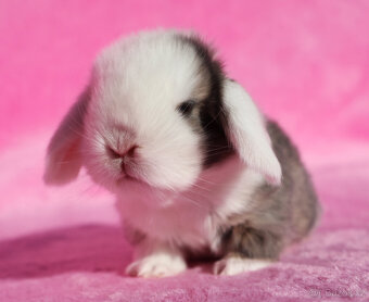 Zakrslí beránci NHD samečci . - 5