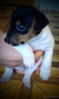 Štěňátka JACK RUSSEL TERIER - 5