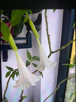 ANDĚLSKÉ TRUMPETY - DURMAN - 5