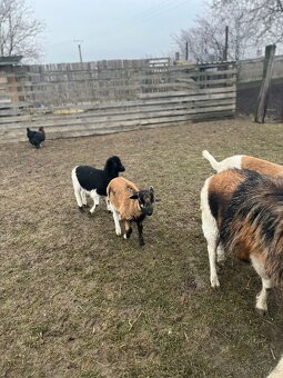 Ovce Kamerunská - jehňátka - 5