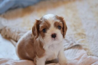Šteniatka Cavalier King Charles Spaniel - 5