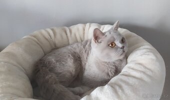 Britská koťátka krátkosrstá - 5