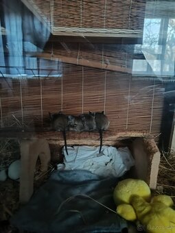 Osmak degu - 5